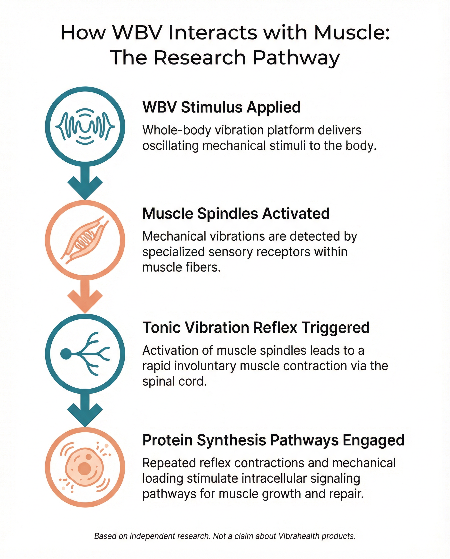 Infographic showing the pathway from WBV stimulus to muscle response โ tonic vibration reflex, muscle spindles, and signalling pathways